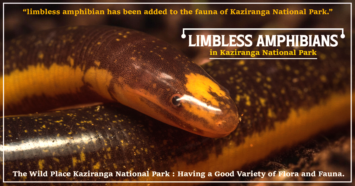 More Limbless Amphibians in Kaziranga