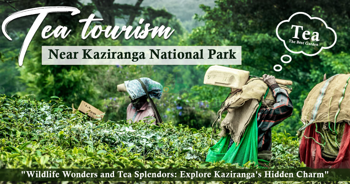 Tea Tourism Near Kaziranga National Park