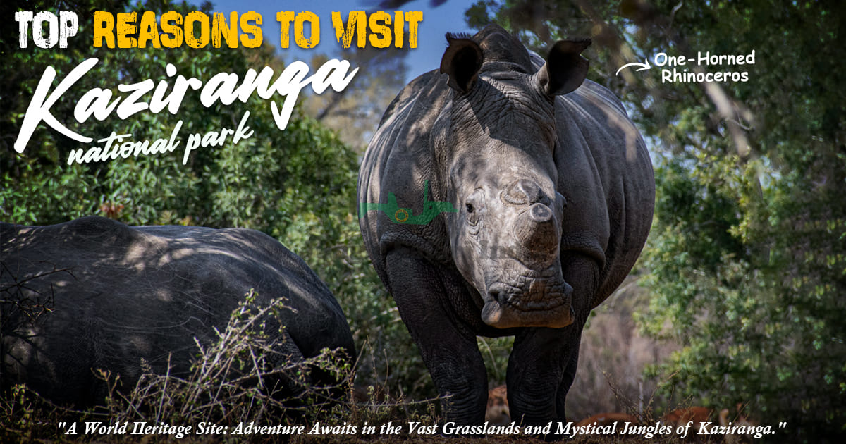 Top Reasons To Visit Kaziranga National Park