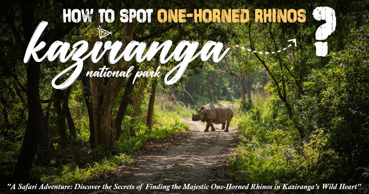 How To Spot One-Horned Rhinos In Kaziranga