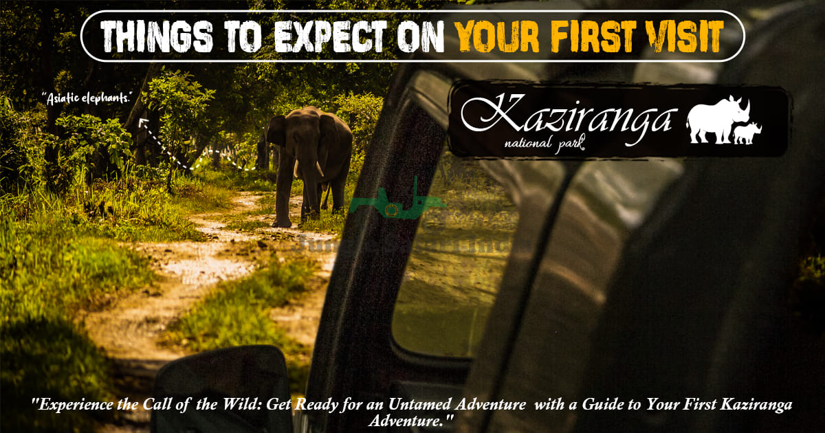 Things To Expect On Your First Visit To Kaziranga National Park