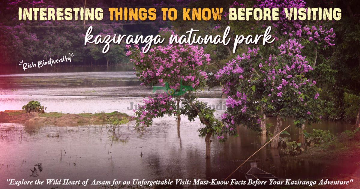 Interesting Things To Know Before Visiting Kaziranga National Park