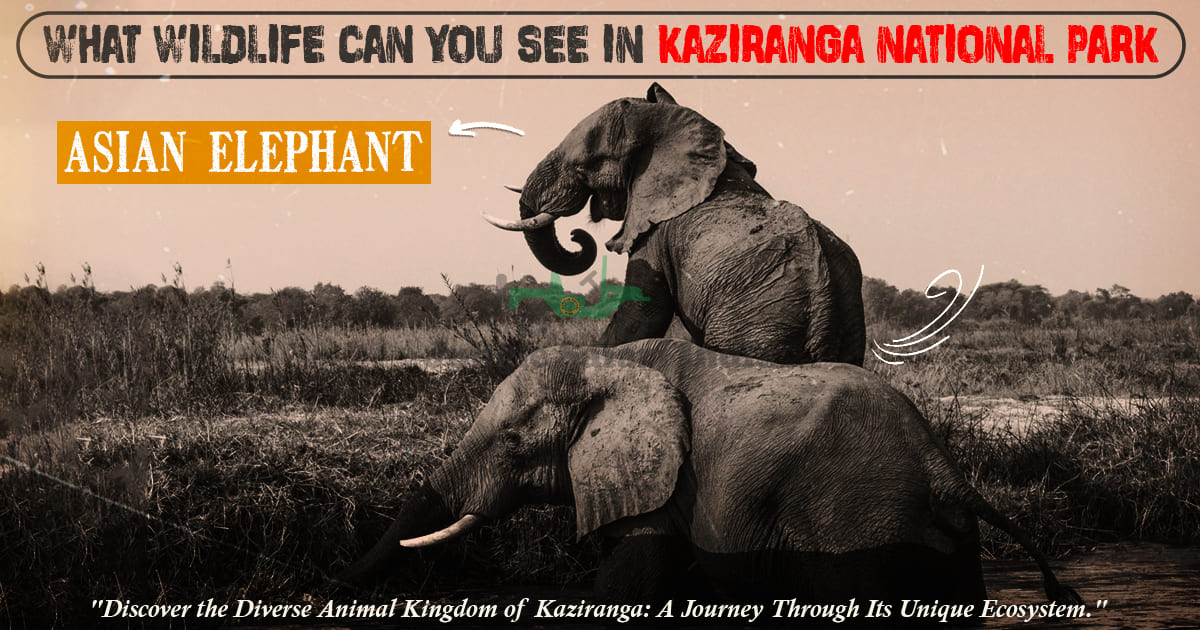 What Wildlife Can You See in Kaziranga National Park