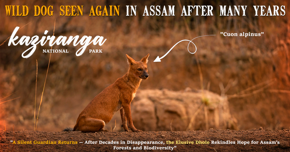Wild Dog Seen Again In Assam After Many Years