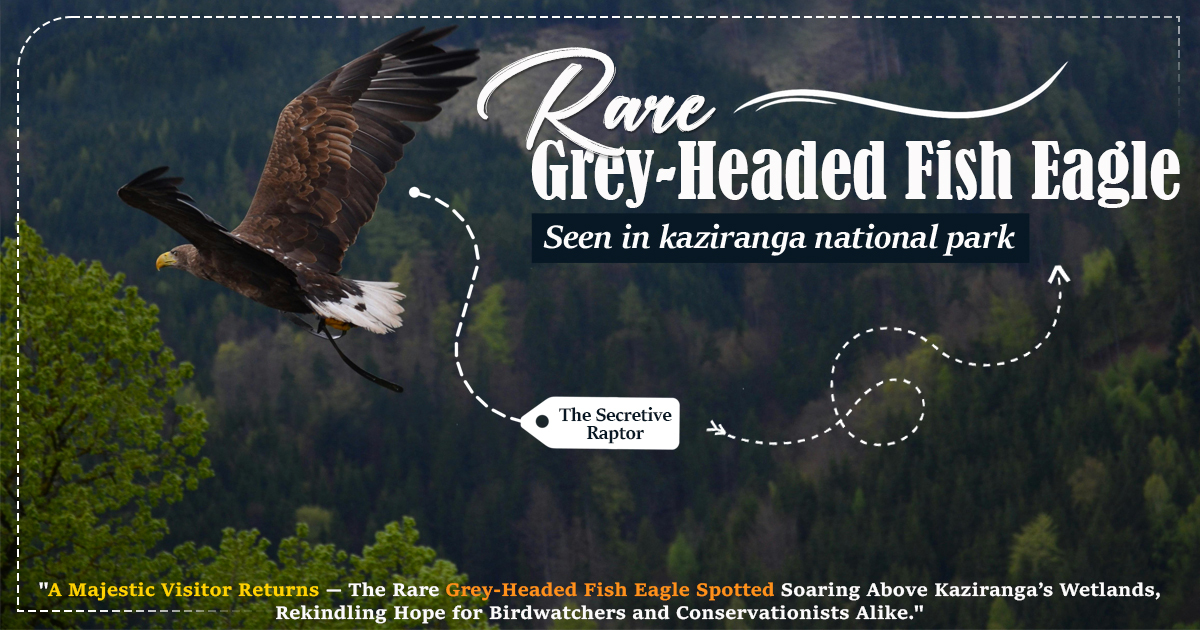 Rare Grey-Headed Fish Eagle Seen In Kaziranga