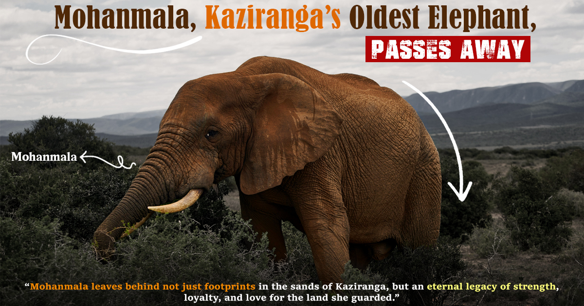 Mohanmala, Kaziranga’s Oldest Elephant, Passes Away