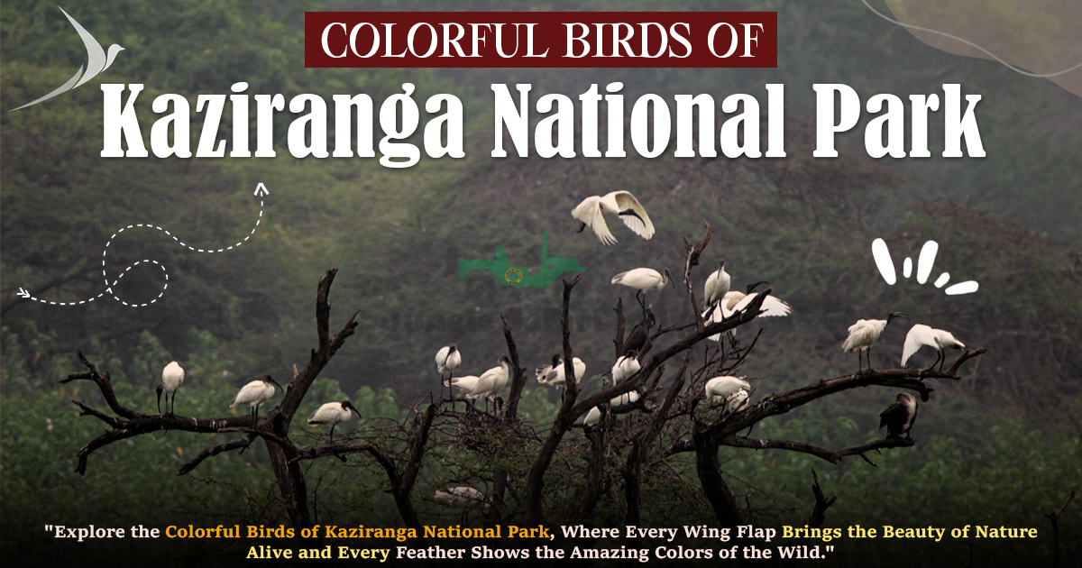 Colorful Birds of Kaziranga National Park