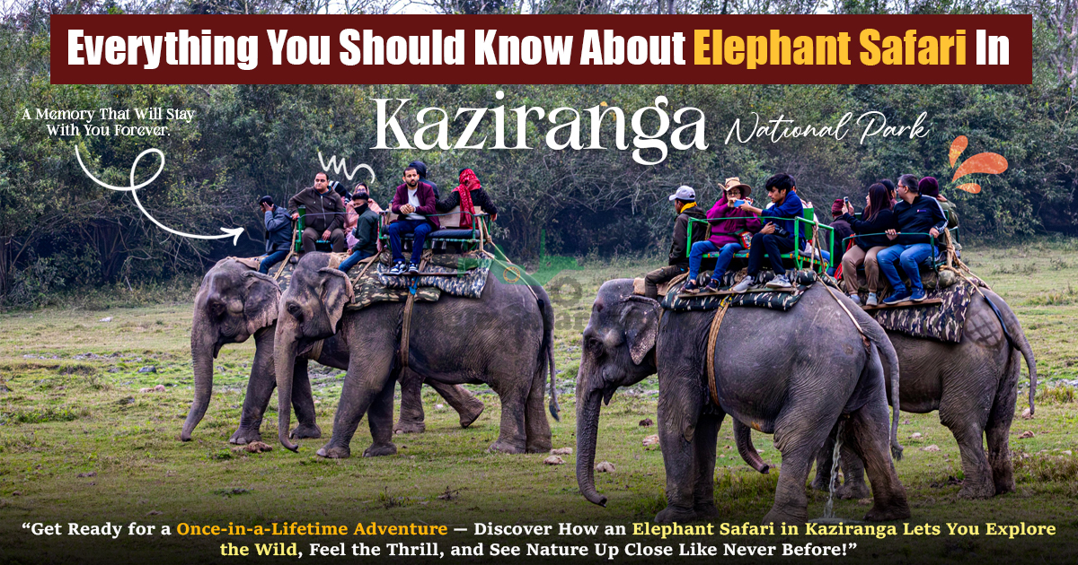 Everything You Should Know About Elephant Safari in Kaziranga
