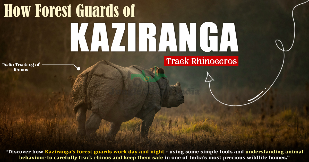 How Forest Guards of Kaziranga Track Rhinos