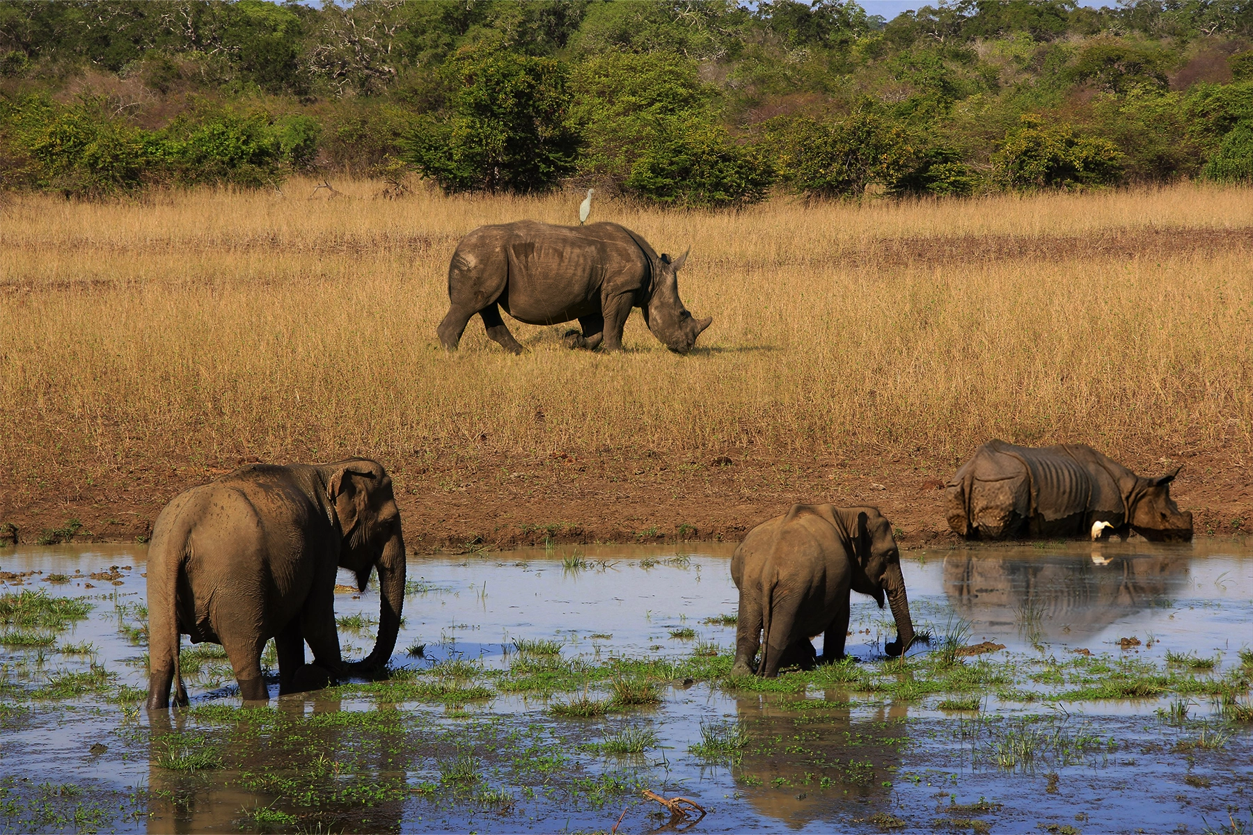 Kaziranga 2-Day Wildlife Tour with 1 Gypsy Safari