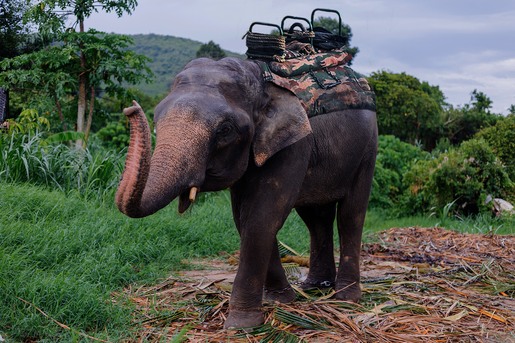 Elephant Safari
