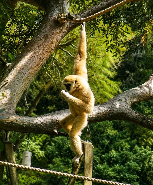 Hoollongapar Gibbon Sanctuary