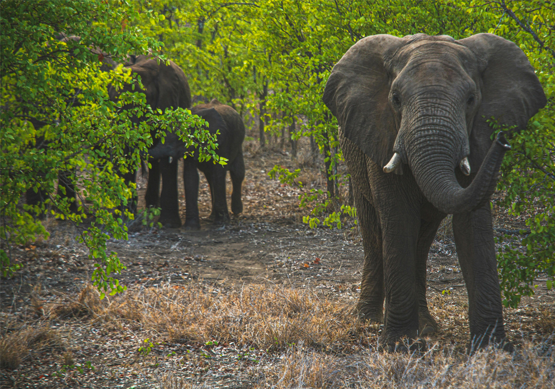 Manas Elephant