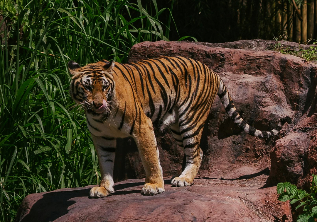 Orang Tiger