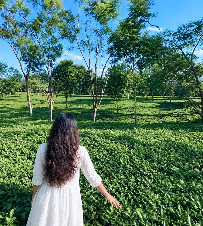 Tea Gardens Near Kaziranga