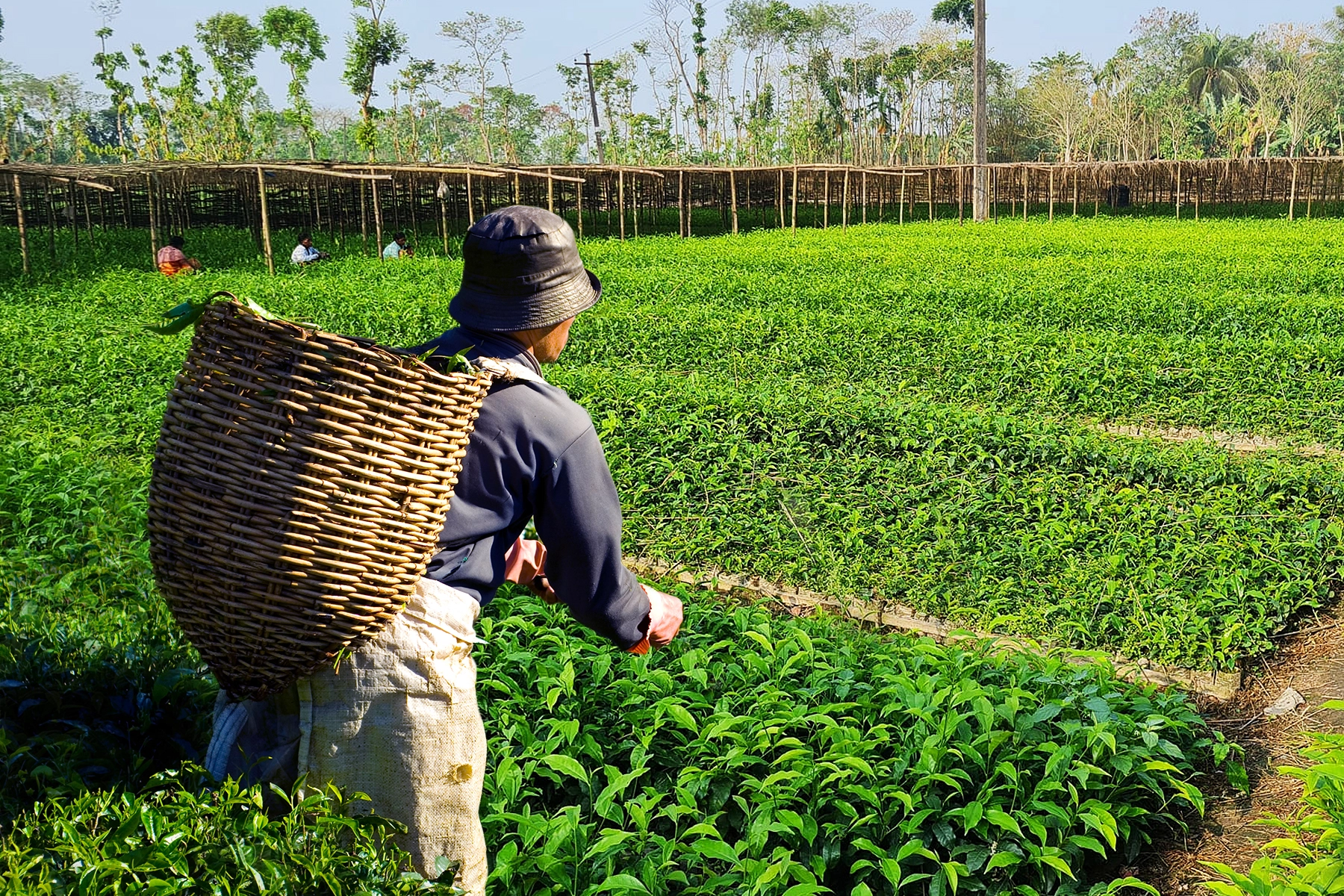 Tea Garden