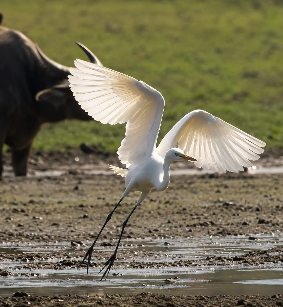 Birdlife in Kaziranga wetland