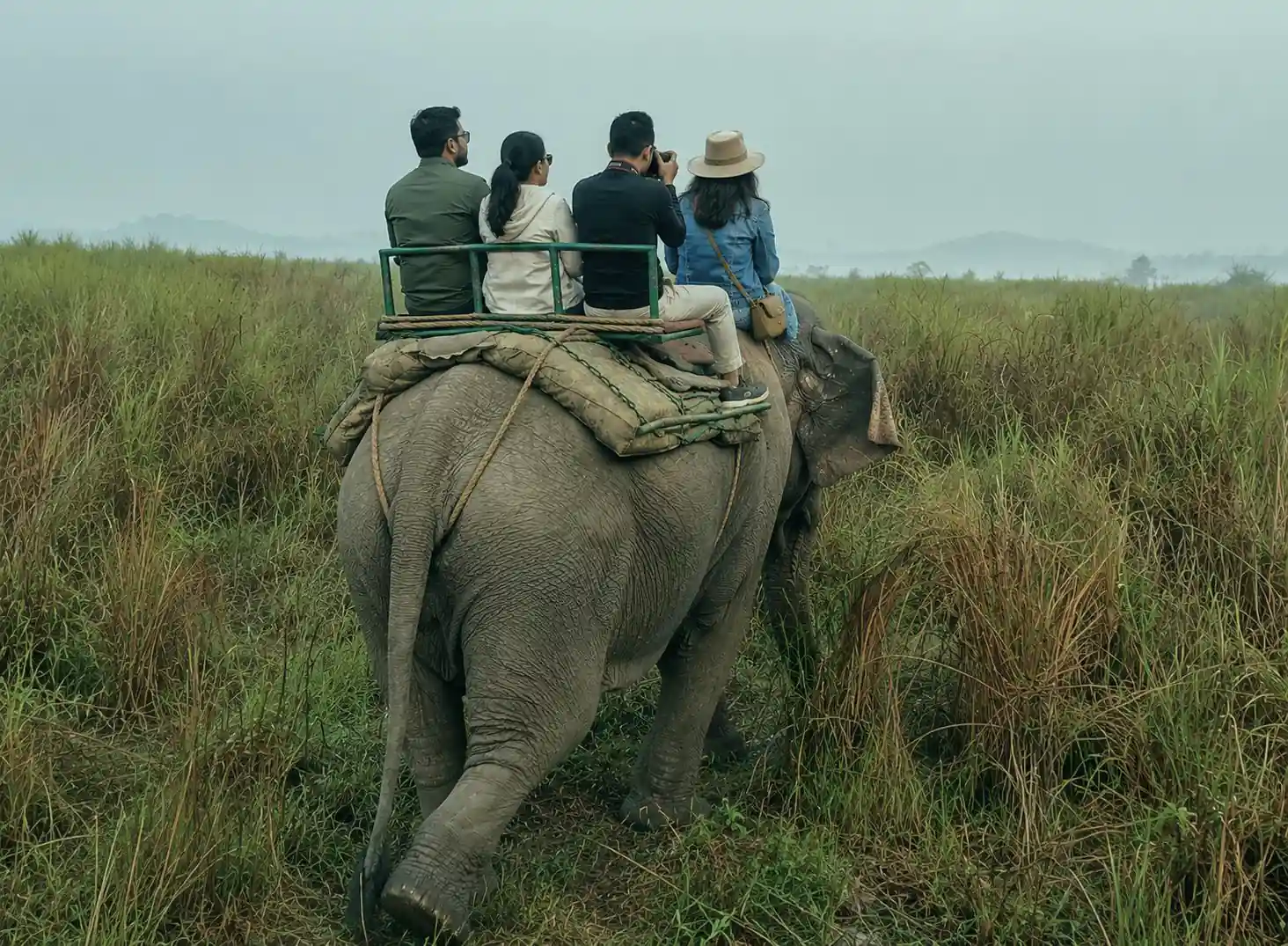 Elephant safari in grassland