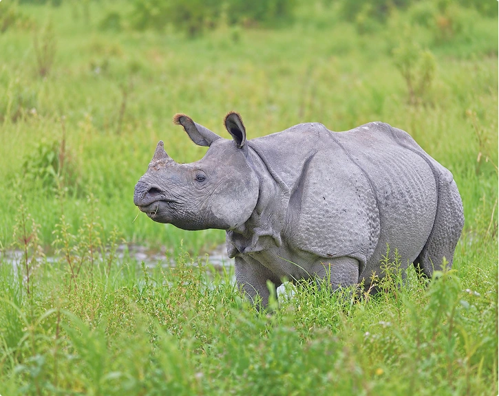 Greater one-horned rhinoceros in Kaziranga